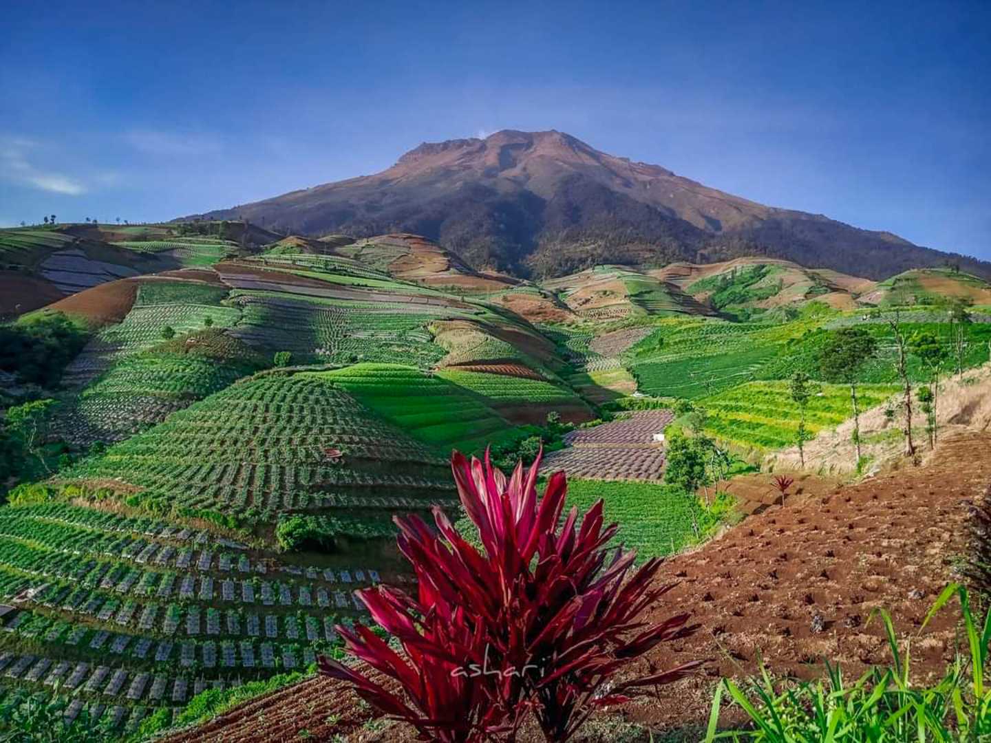 Berdiri kokoh