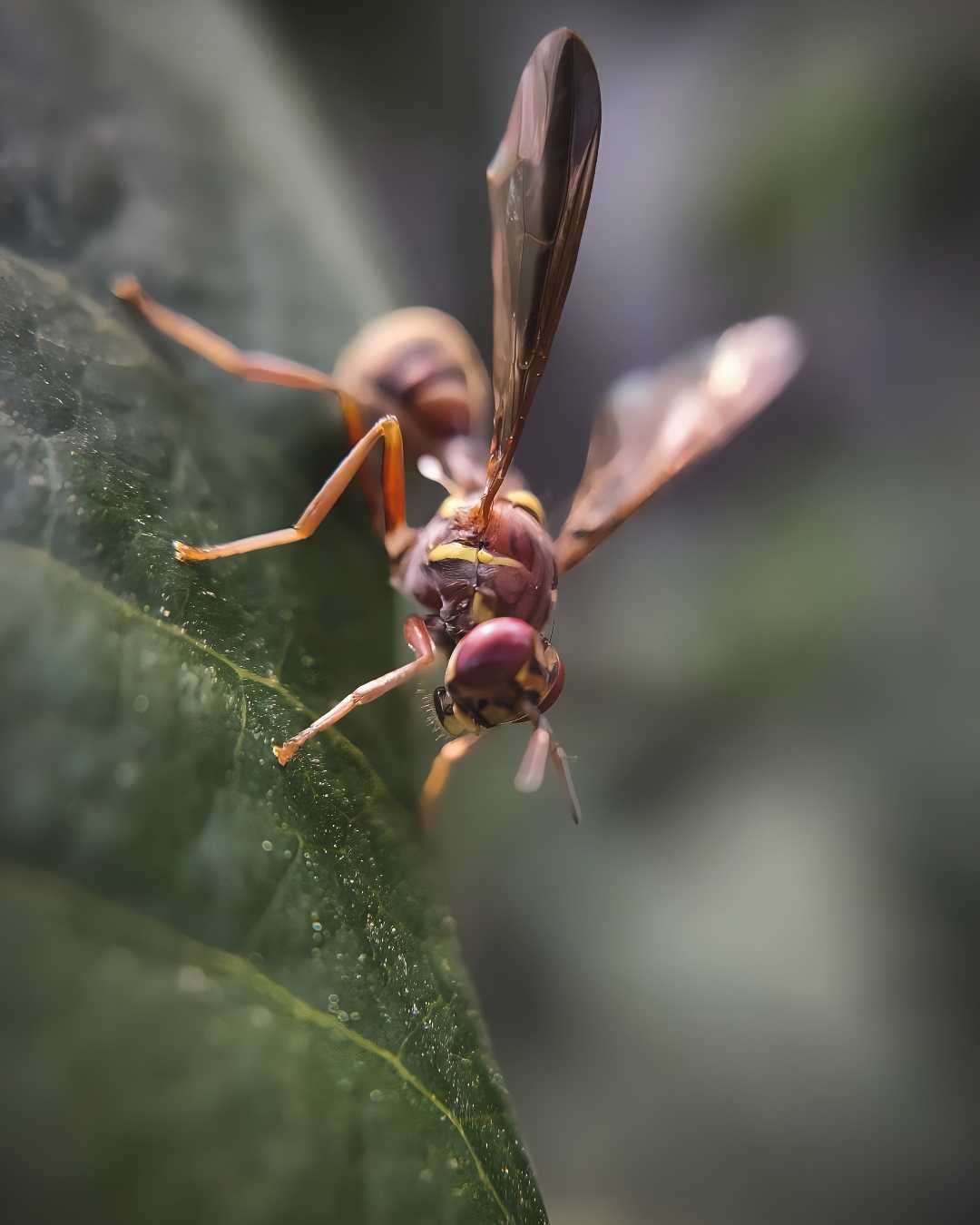Macrography 