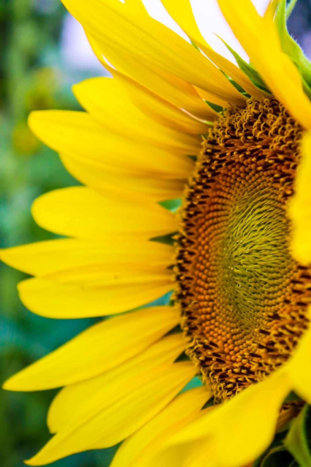 🌻 🌻 🌻 🌻 