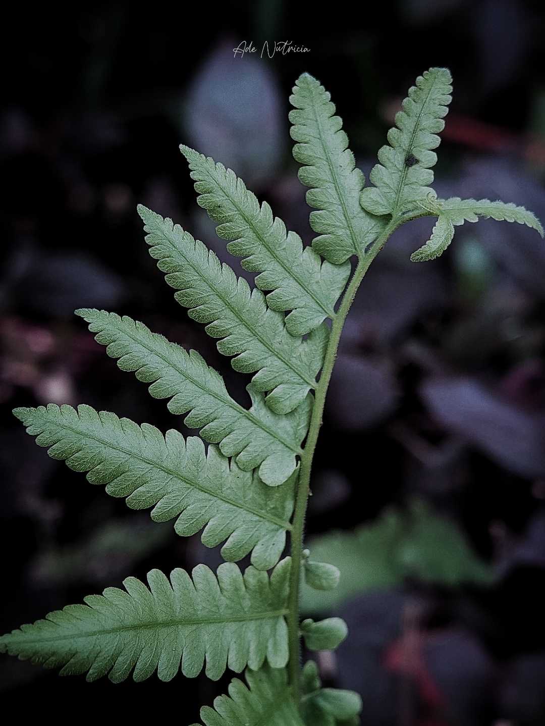 Tanaman Athyrium 
