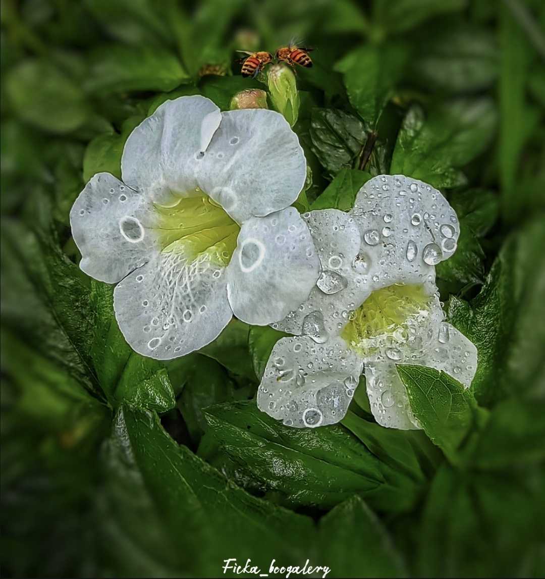 Hujan-Hujanan