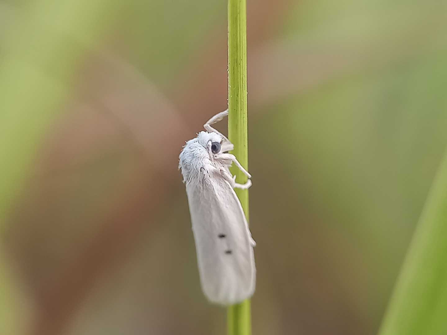 Chionarctia nivea