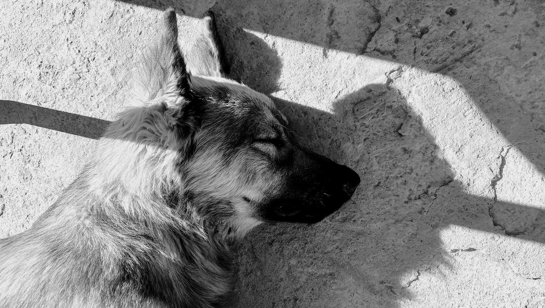 Nap Dose
