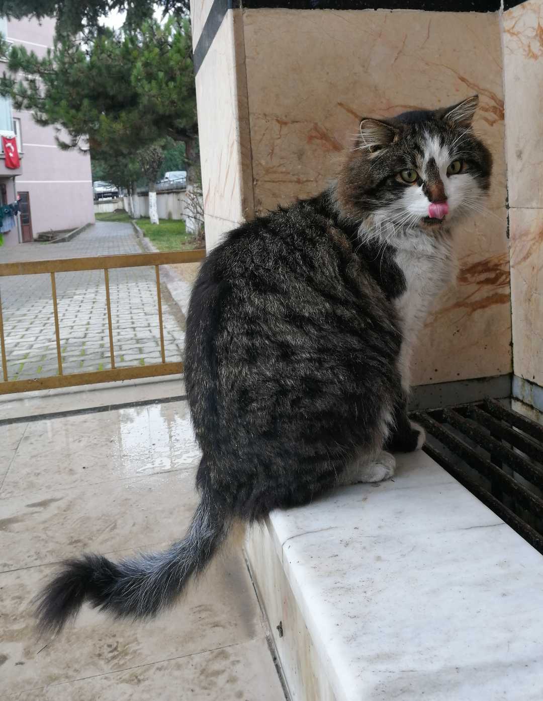 Kedicik🐈🐈