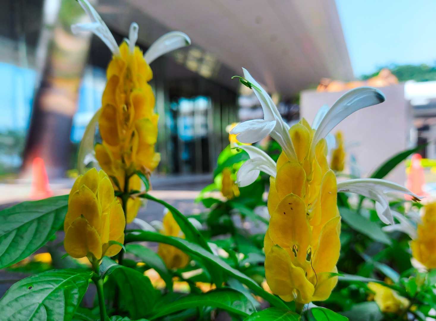 Pachystachys lutea/lilin emas