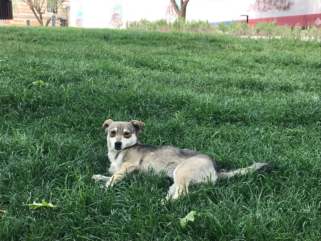 Joy 🐶