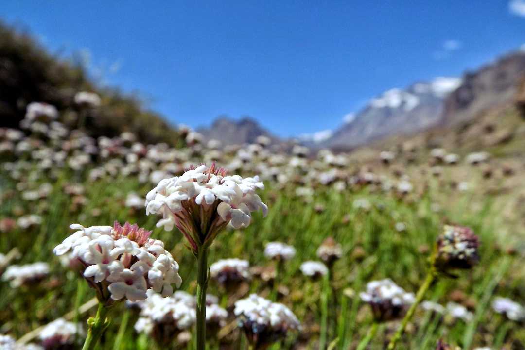 Enfoque de primavera;