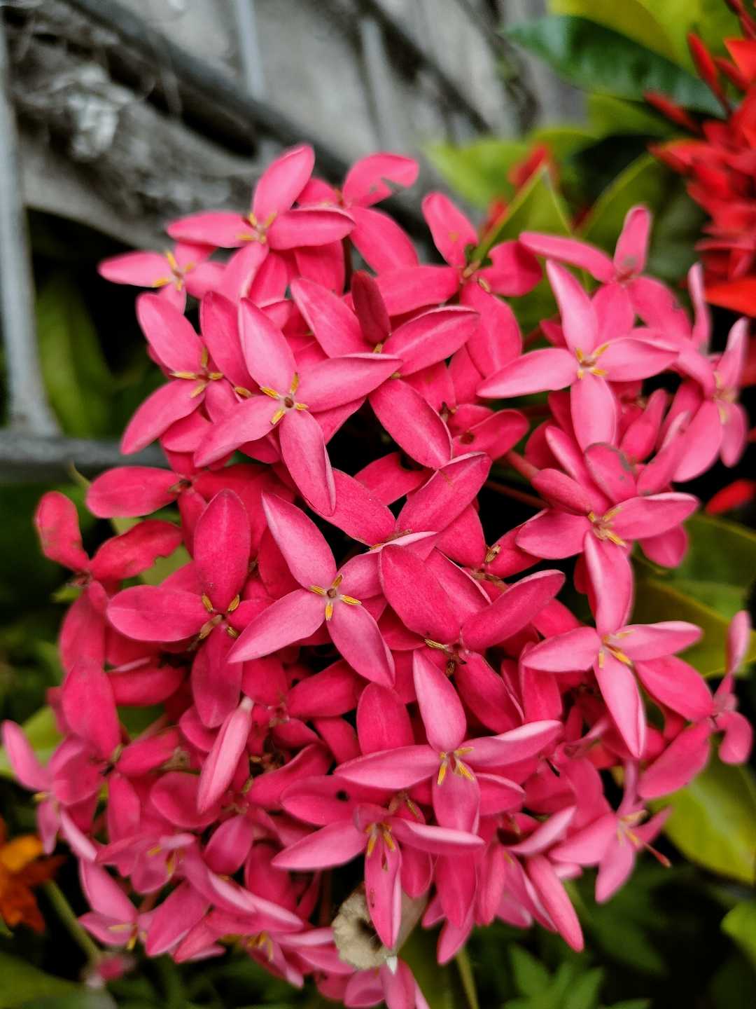 🌼🌼
