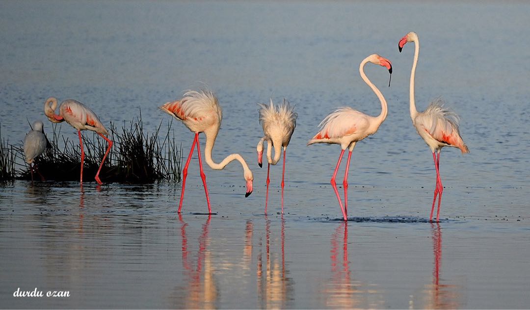 Flamingo 🦩 