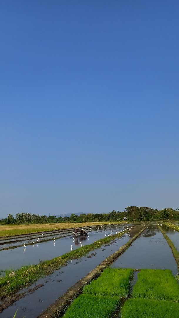 MEMBAJAK SAWAH