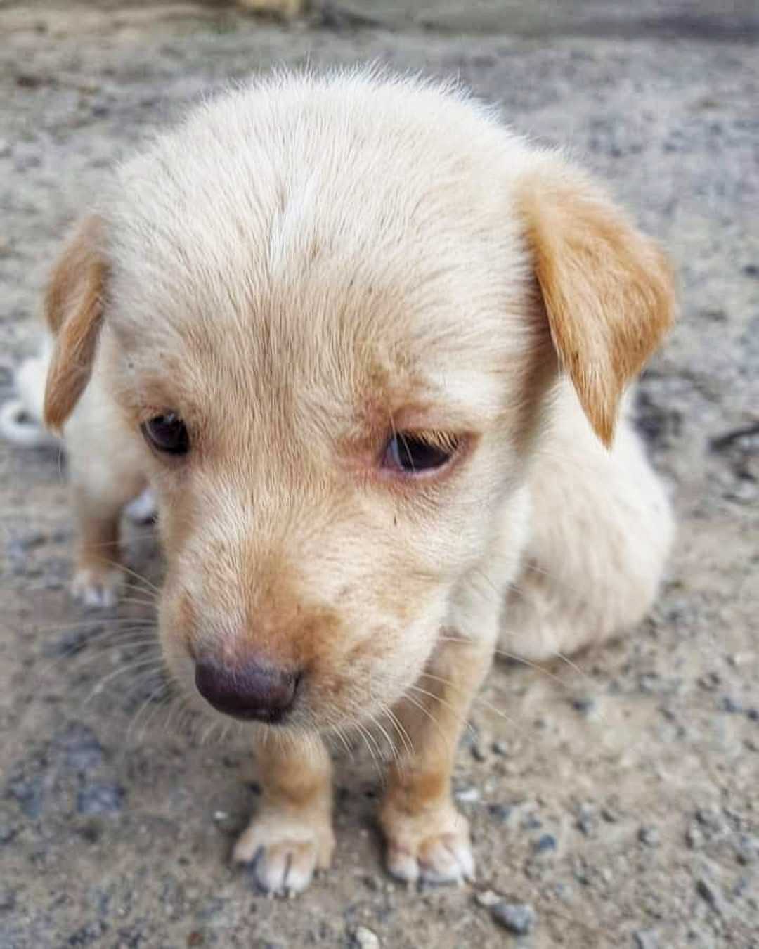 Cuteness overloaded 🐶