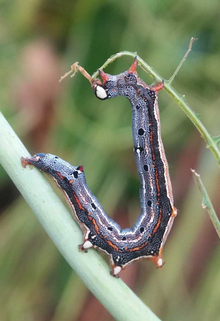 Achaea Janata