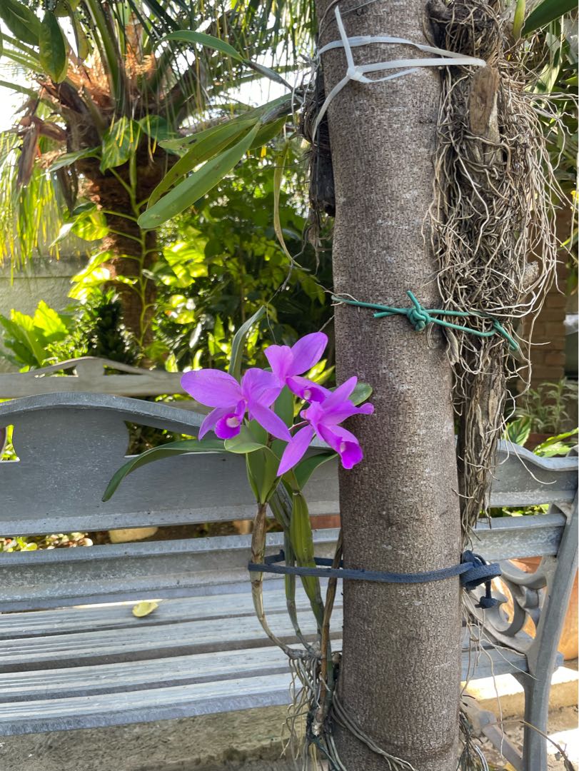 Jardín cubano que se respete tiene una 😍