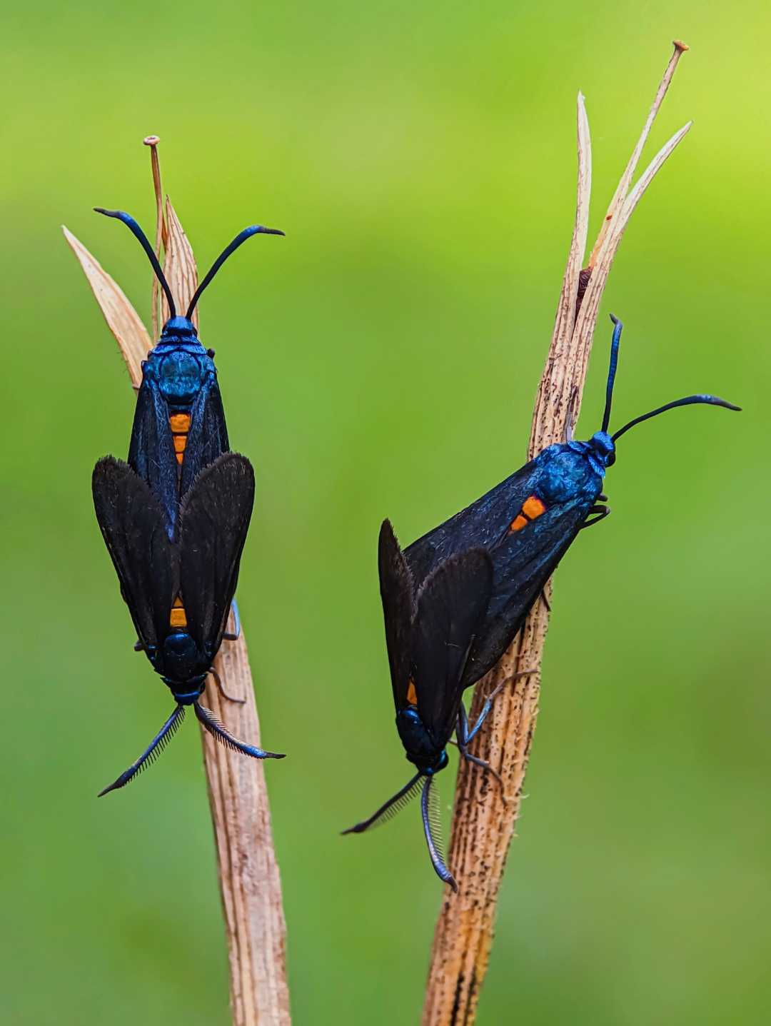 Mating pair 