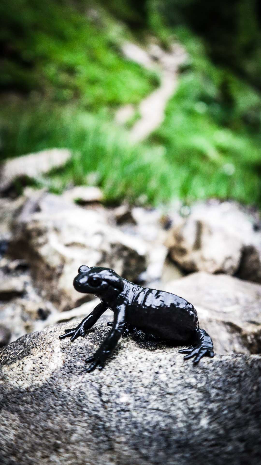 Black Salamander  🦎