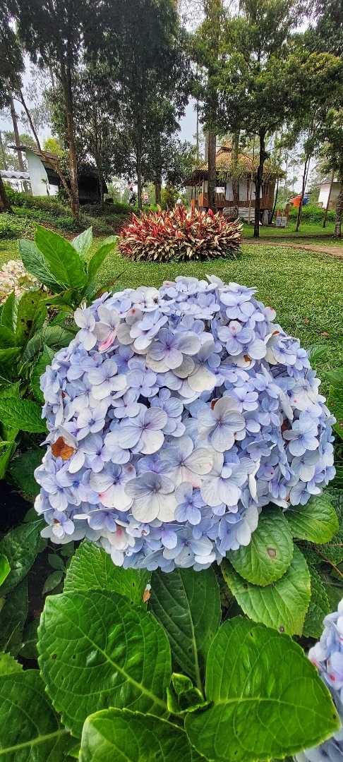 Hydrangea macrophylla@Taman Orchid Forest Cikole