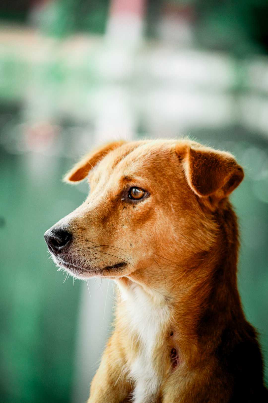 Dog Photography 