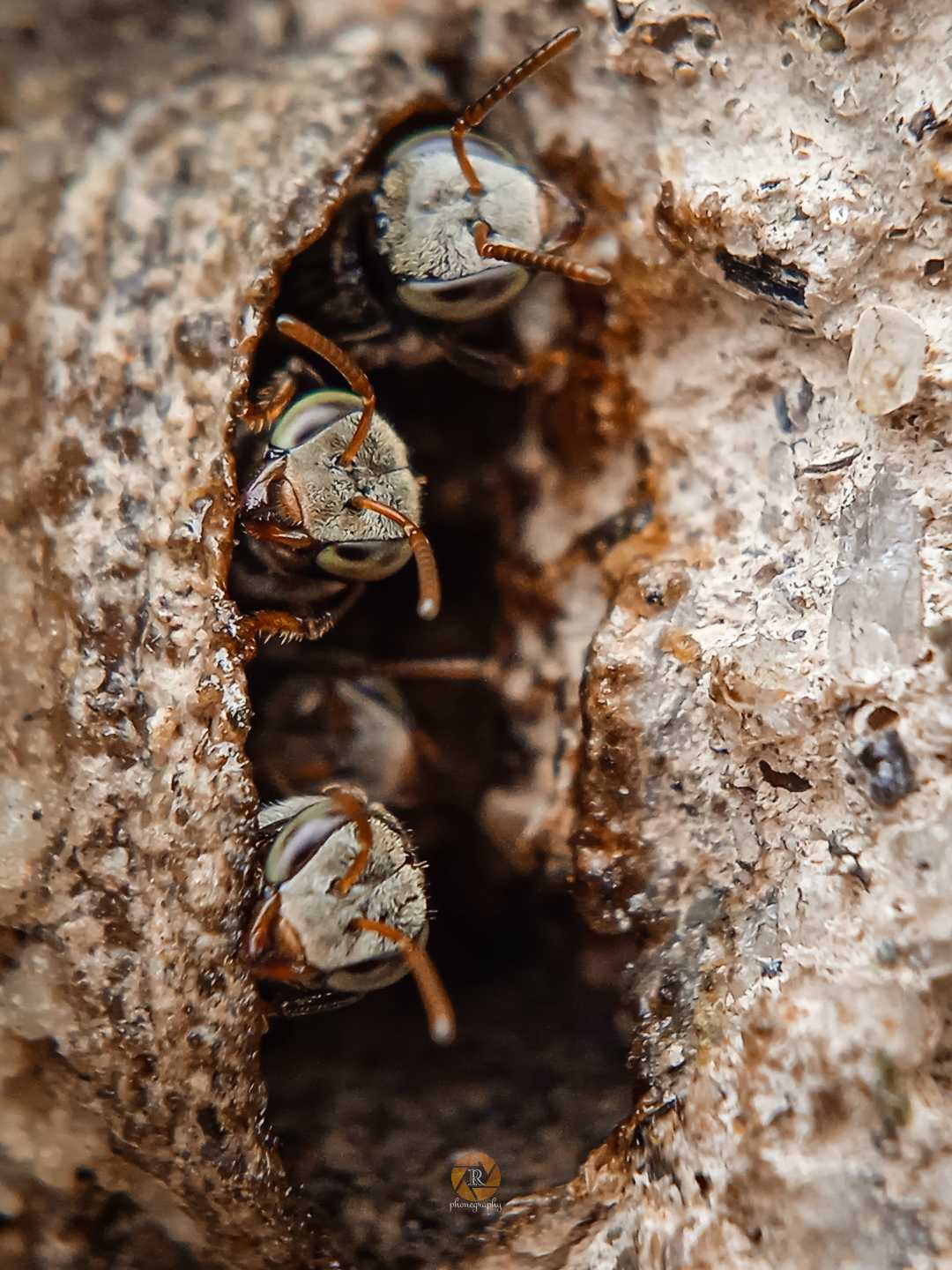 Tetragonisca angustula