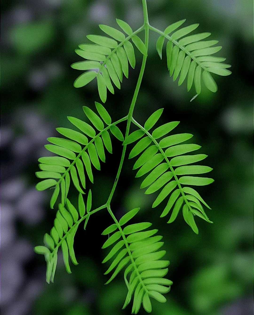 Green Series : Post No - 2