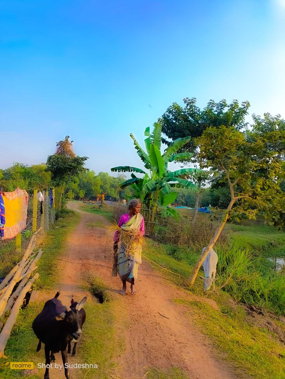 Rural life 🌻
