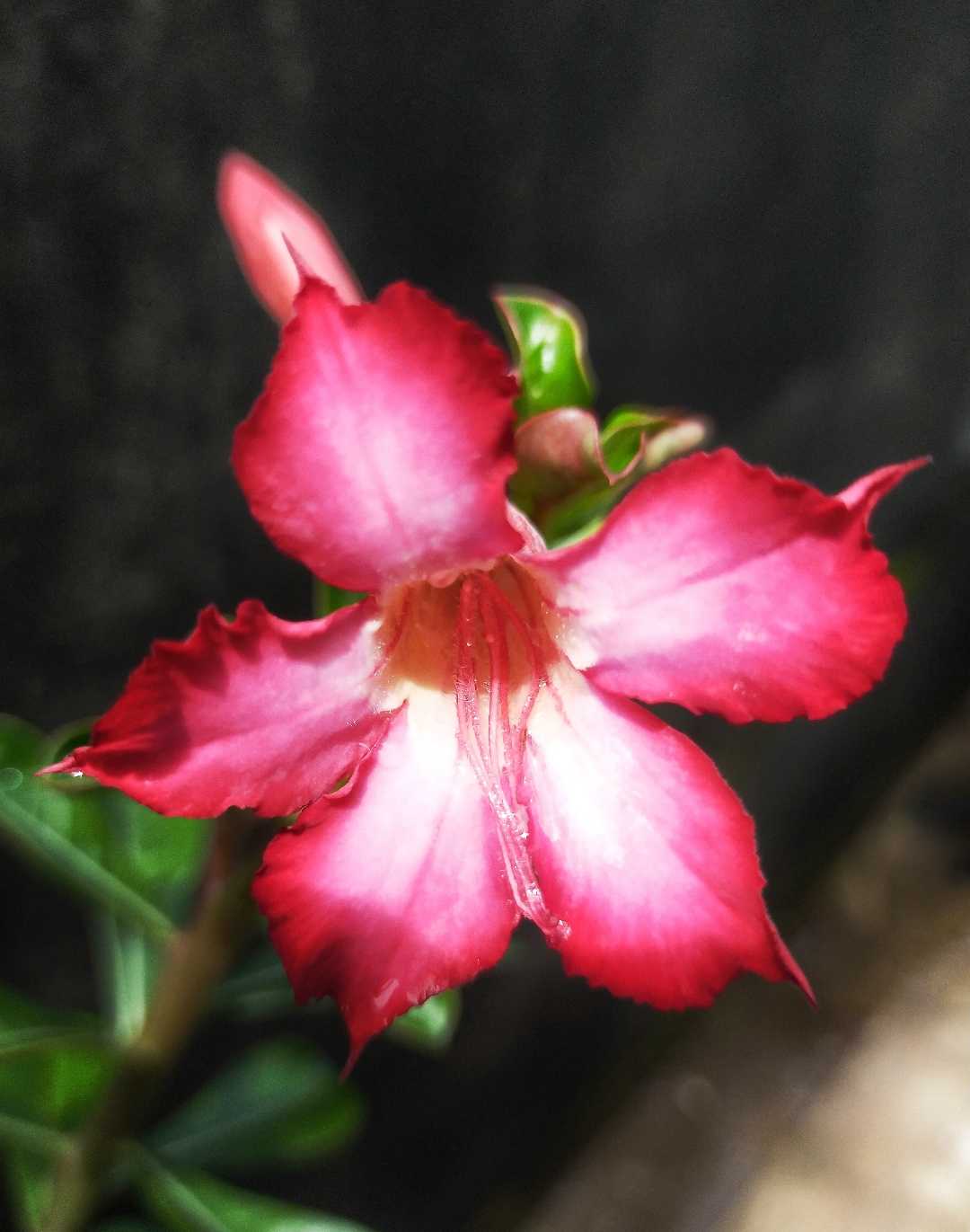 Adenium Lokak/Bunga Kamboja