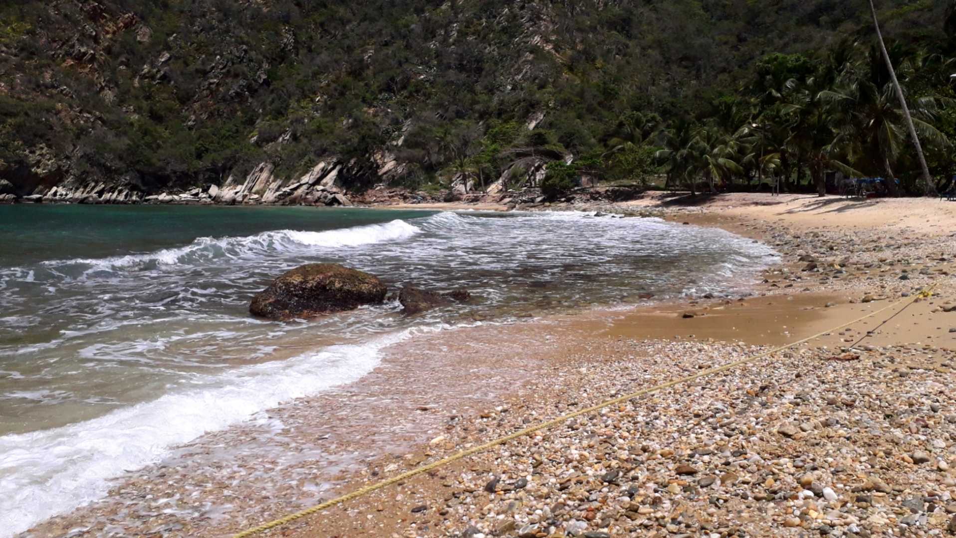 Tuja