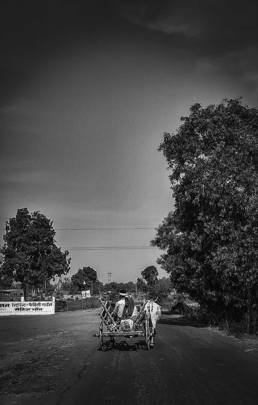 Cow Cart.