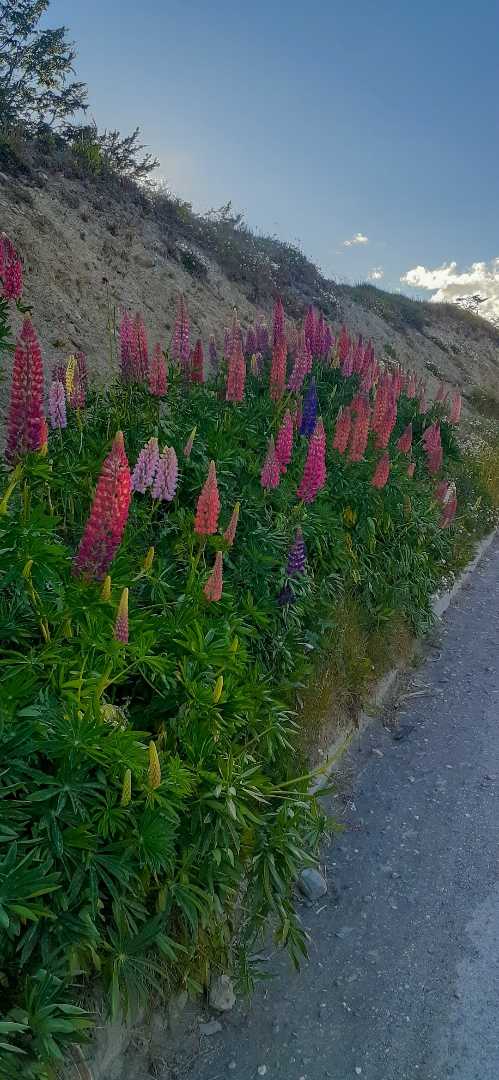 Lupinos 💜