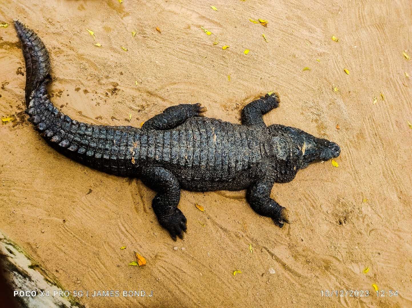 crocodile 🐊🐊🐊
