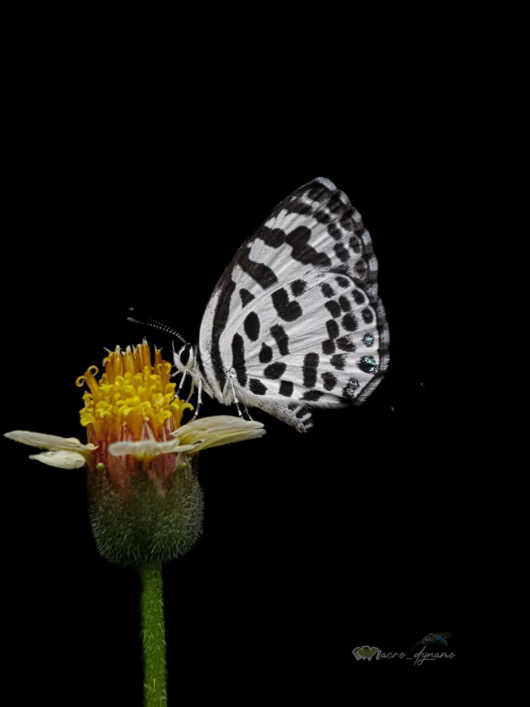 Butterfly 🦋 
