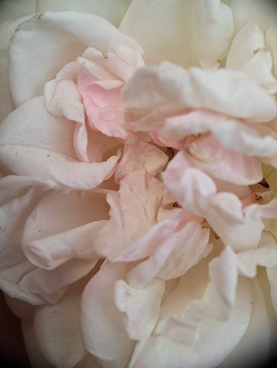 white rose 🤩