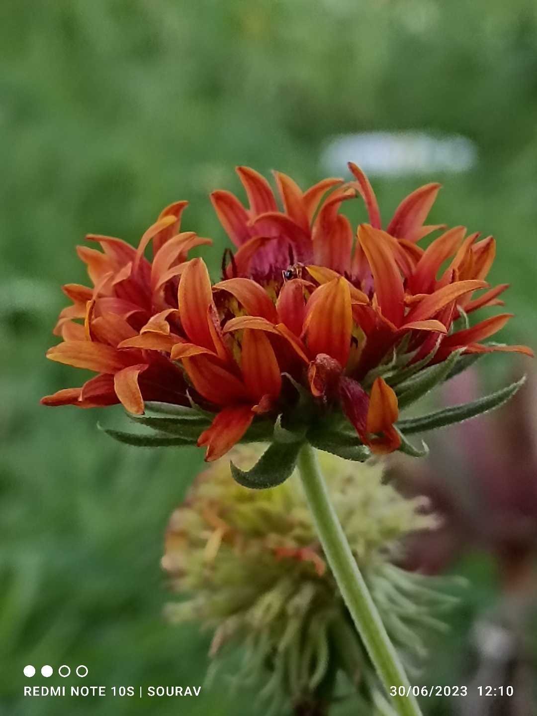 🌼🌼