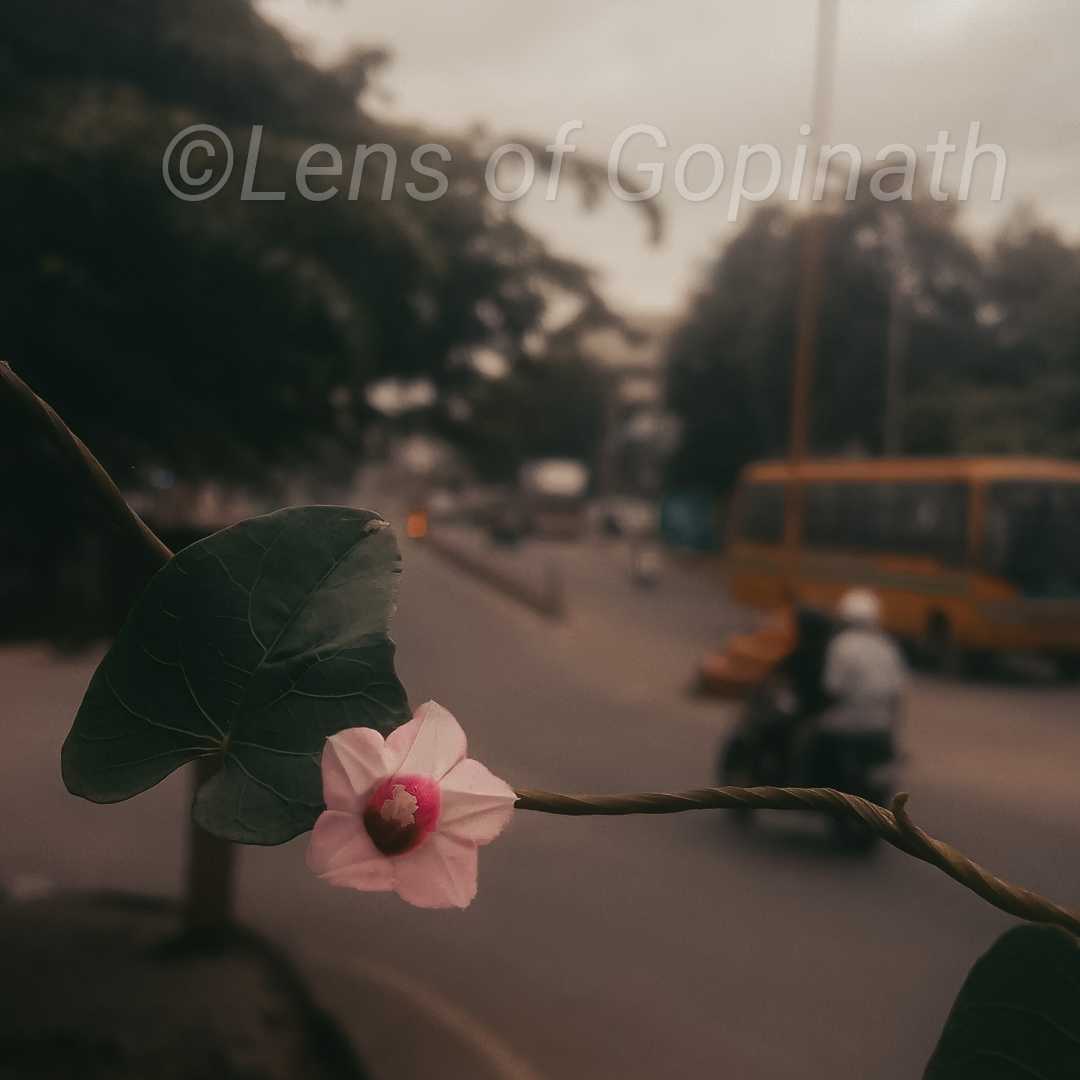 flower 