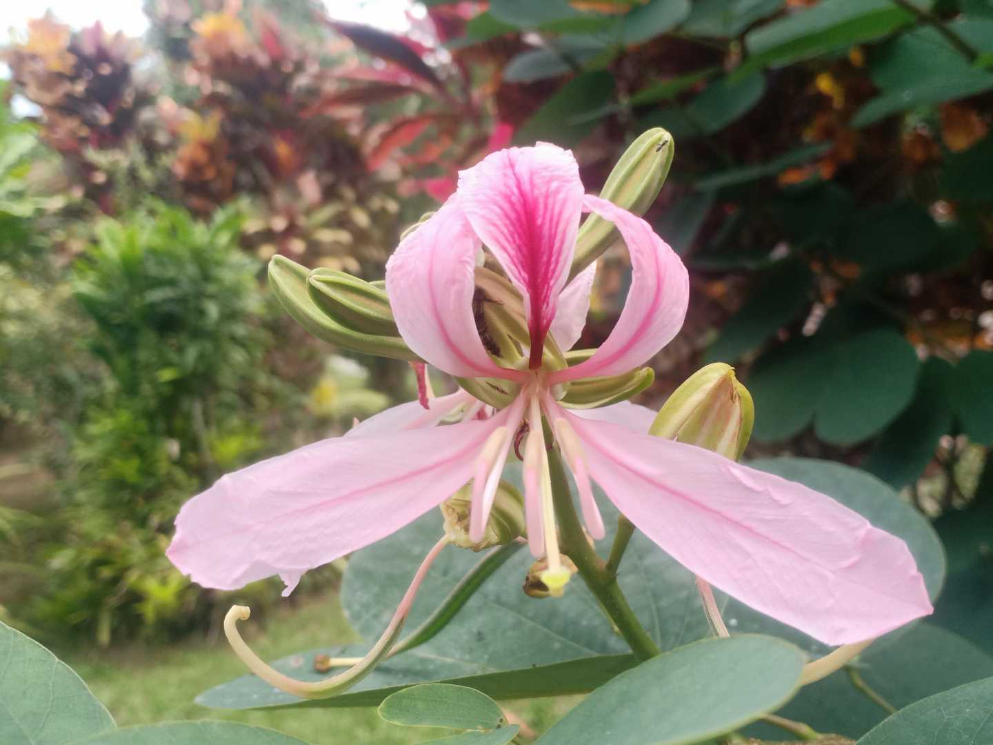 @mygarden