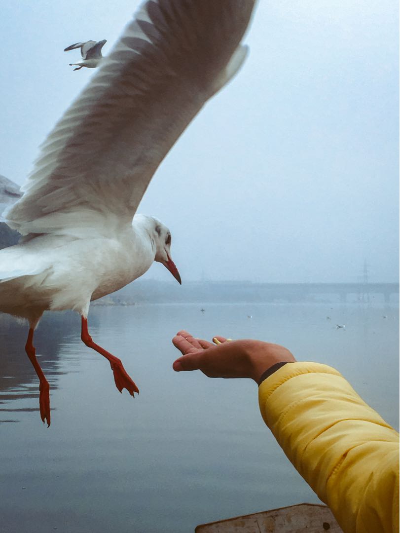 Seagulls 