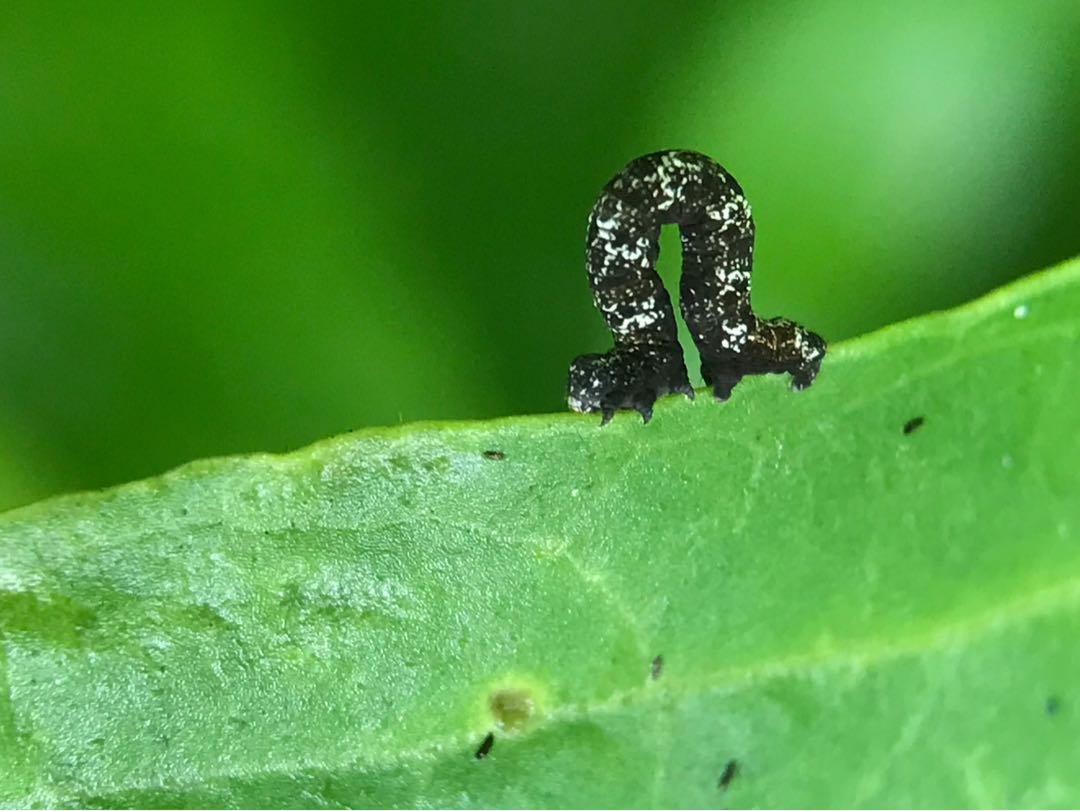 Hyposidra Talaca