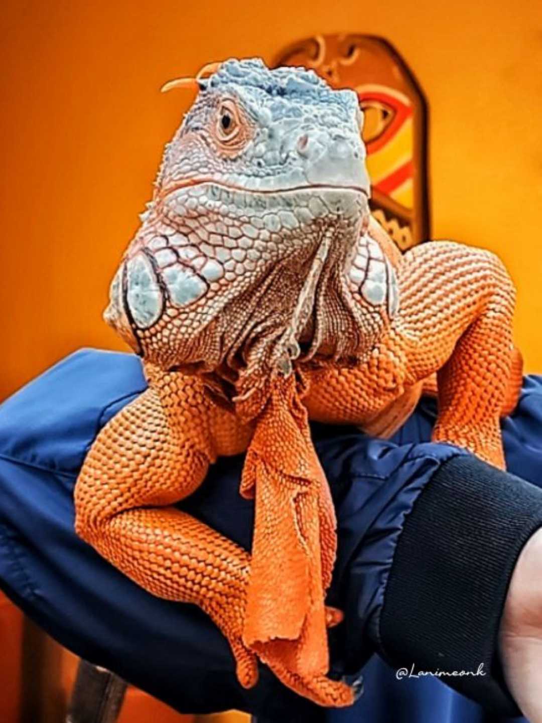 Reptil - Iguana 