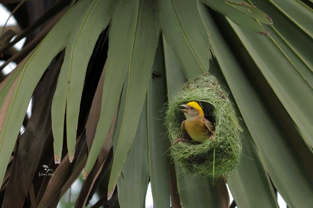 Birds World