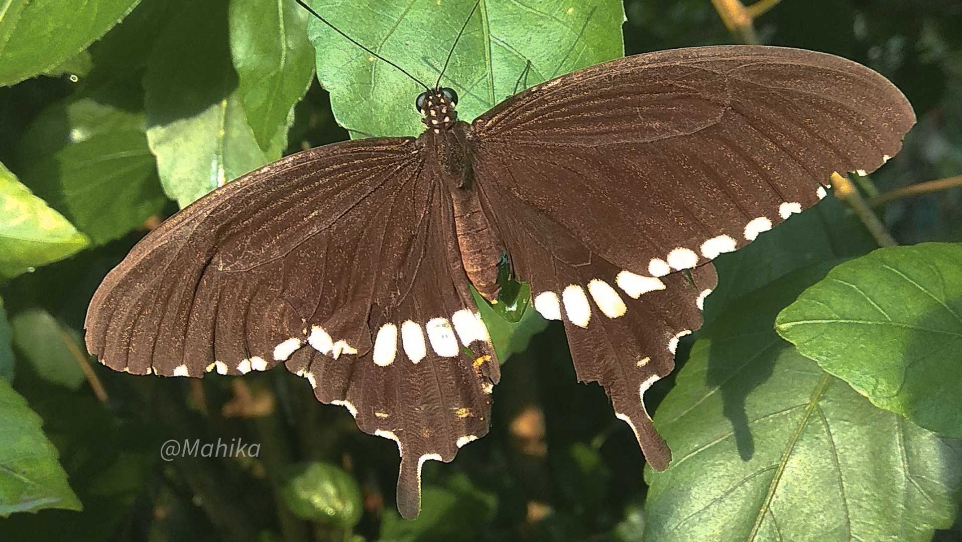 Butterfly 🦋