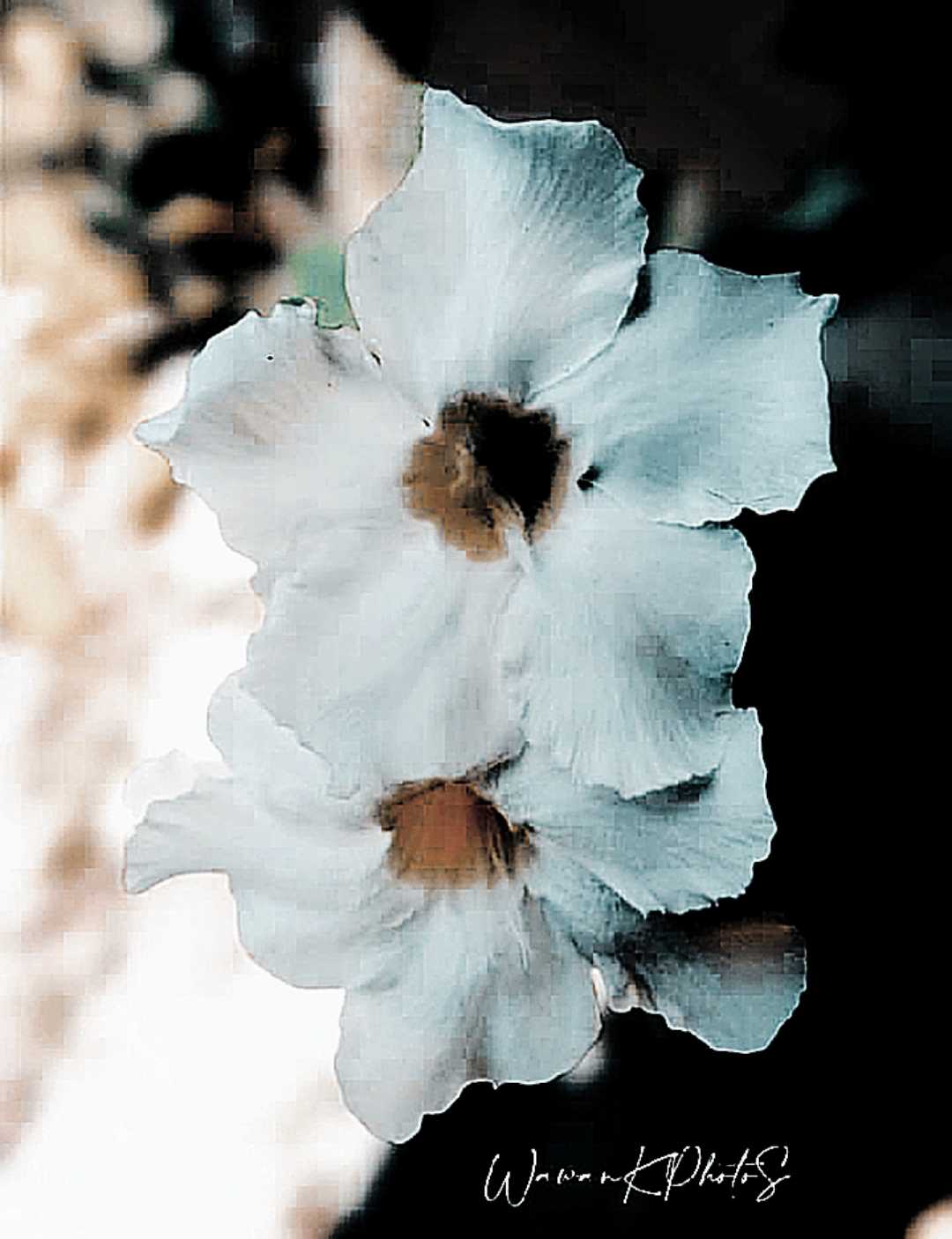 Pachypodium saundersii