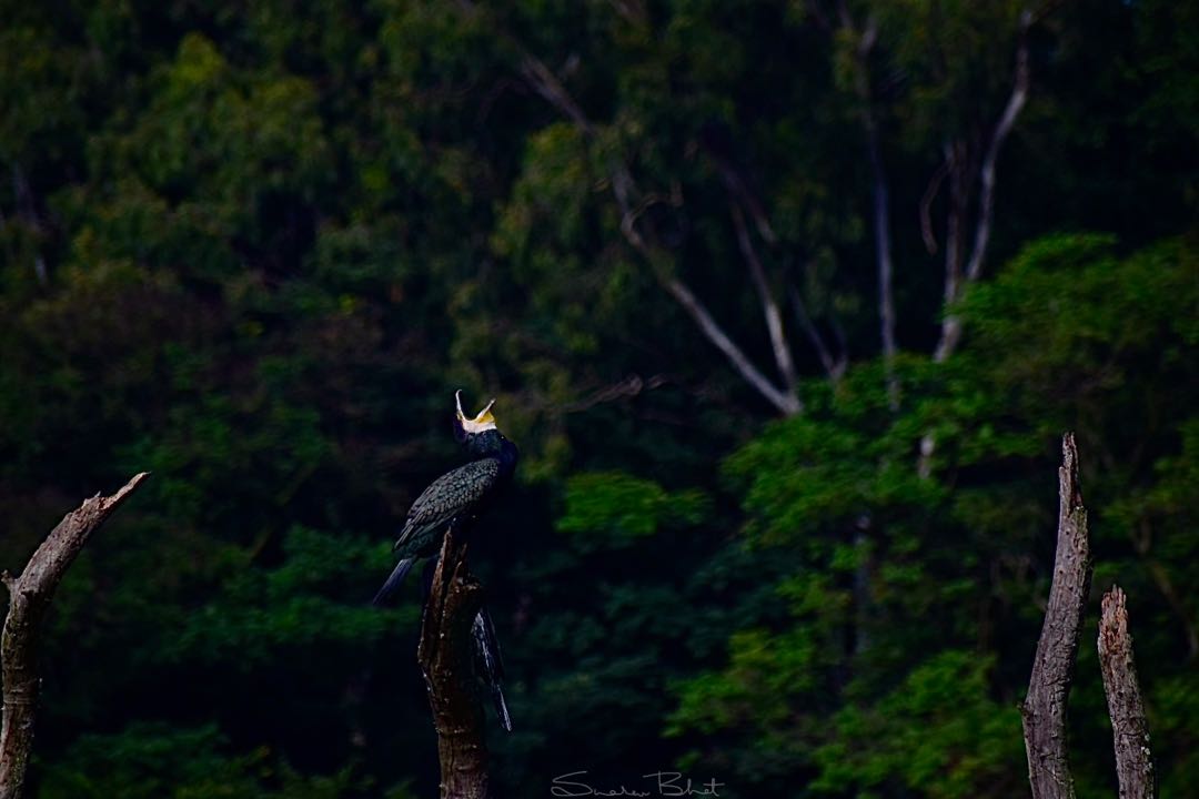 Cormorants!