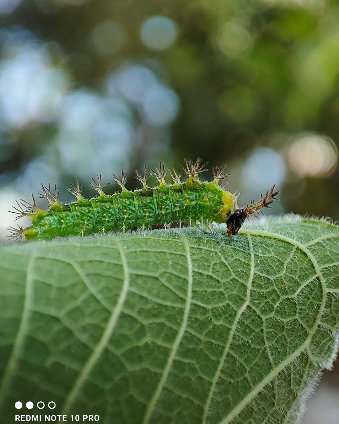 Caterpillar🐛