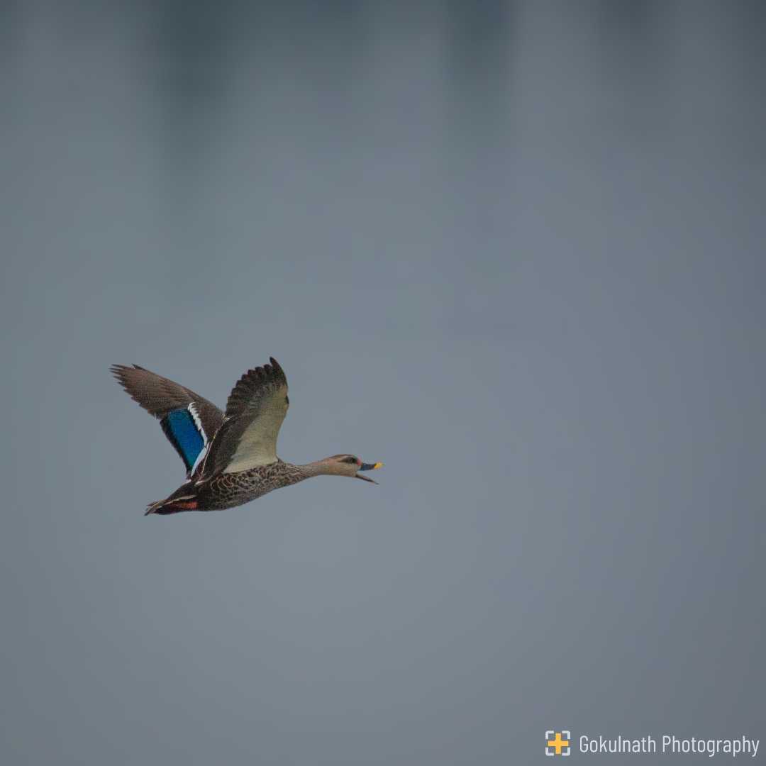 Spot Billed Duck
