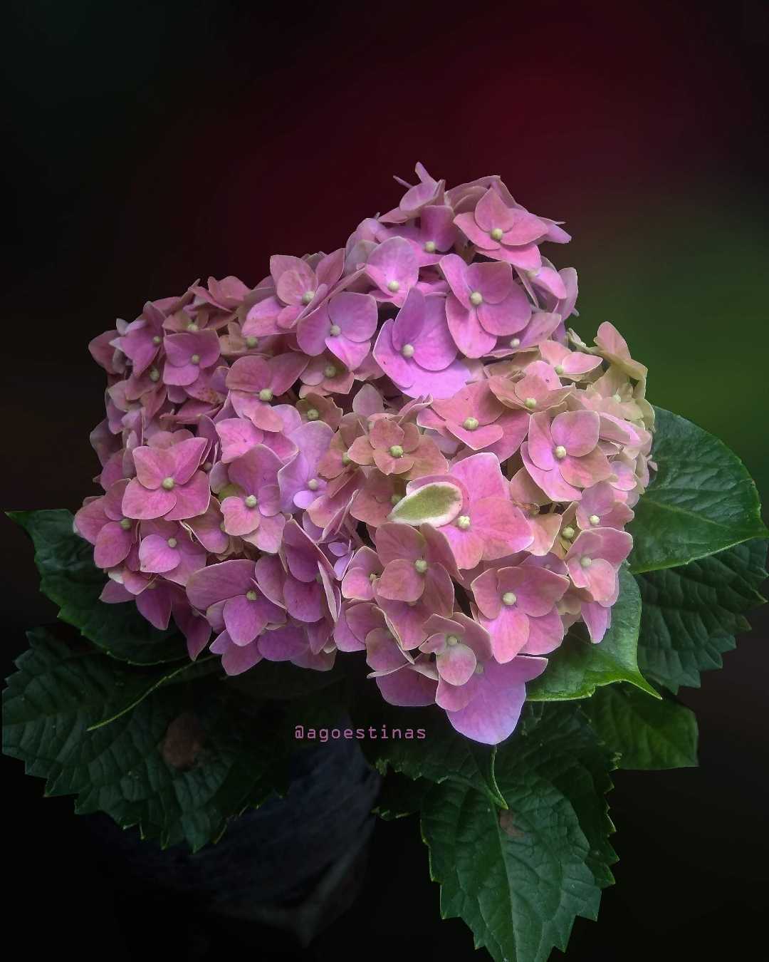Hidrangea