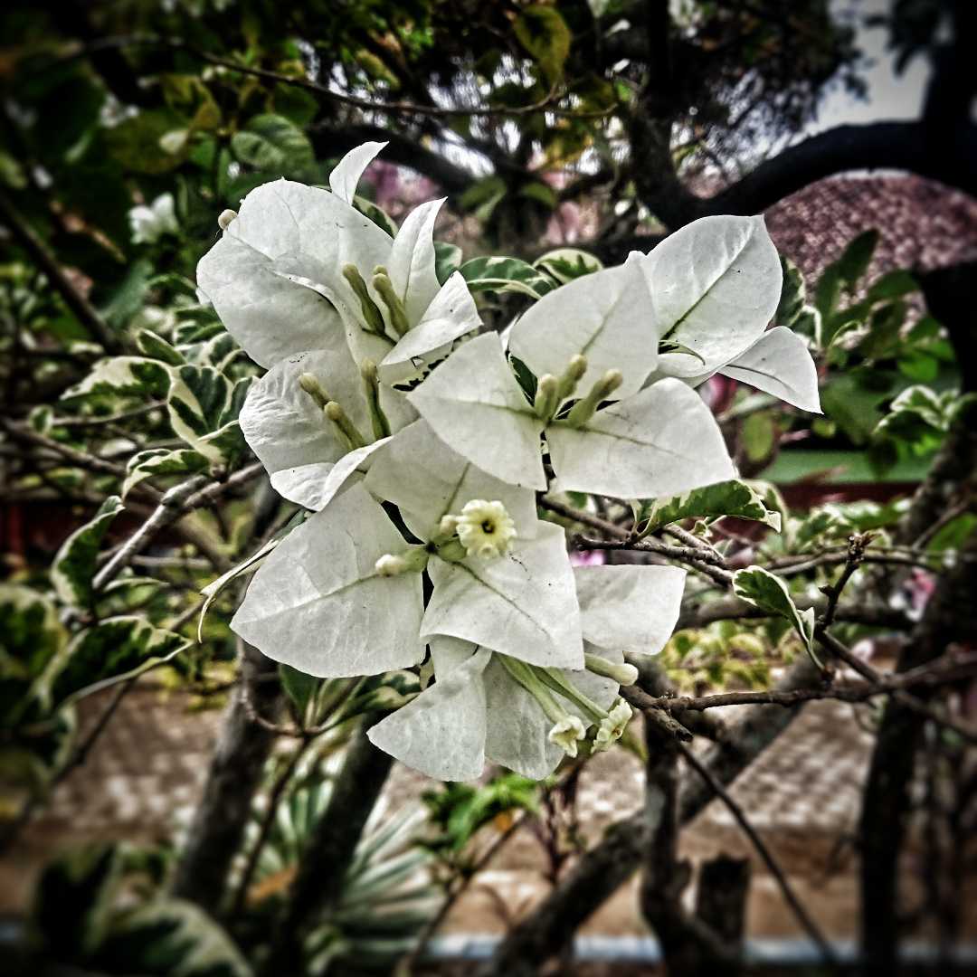 bunga Bougenville putih