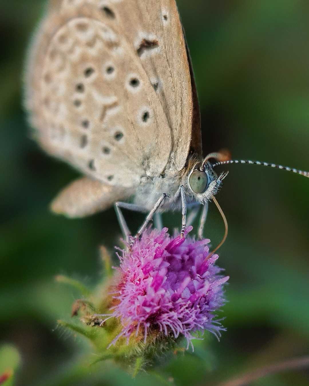 butterfly 🦋