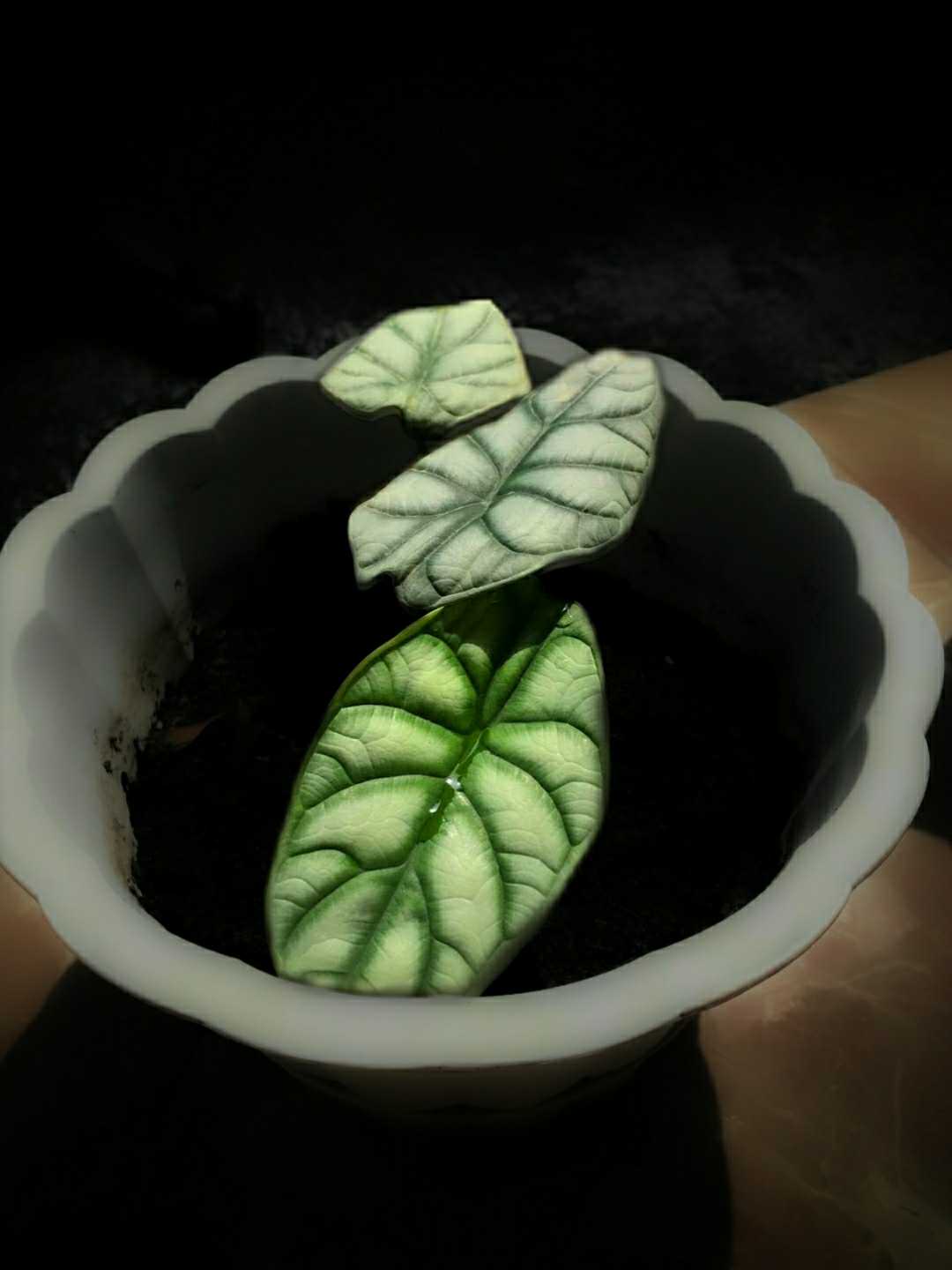 Alocasia Dragon Scale