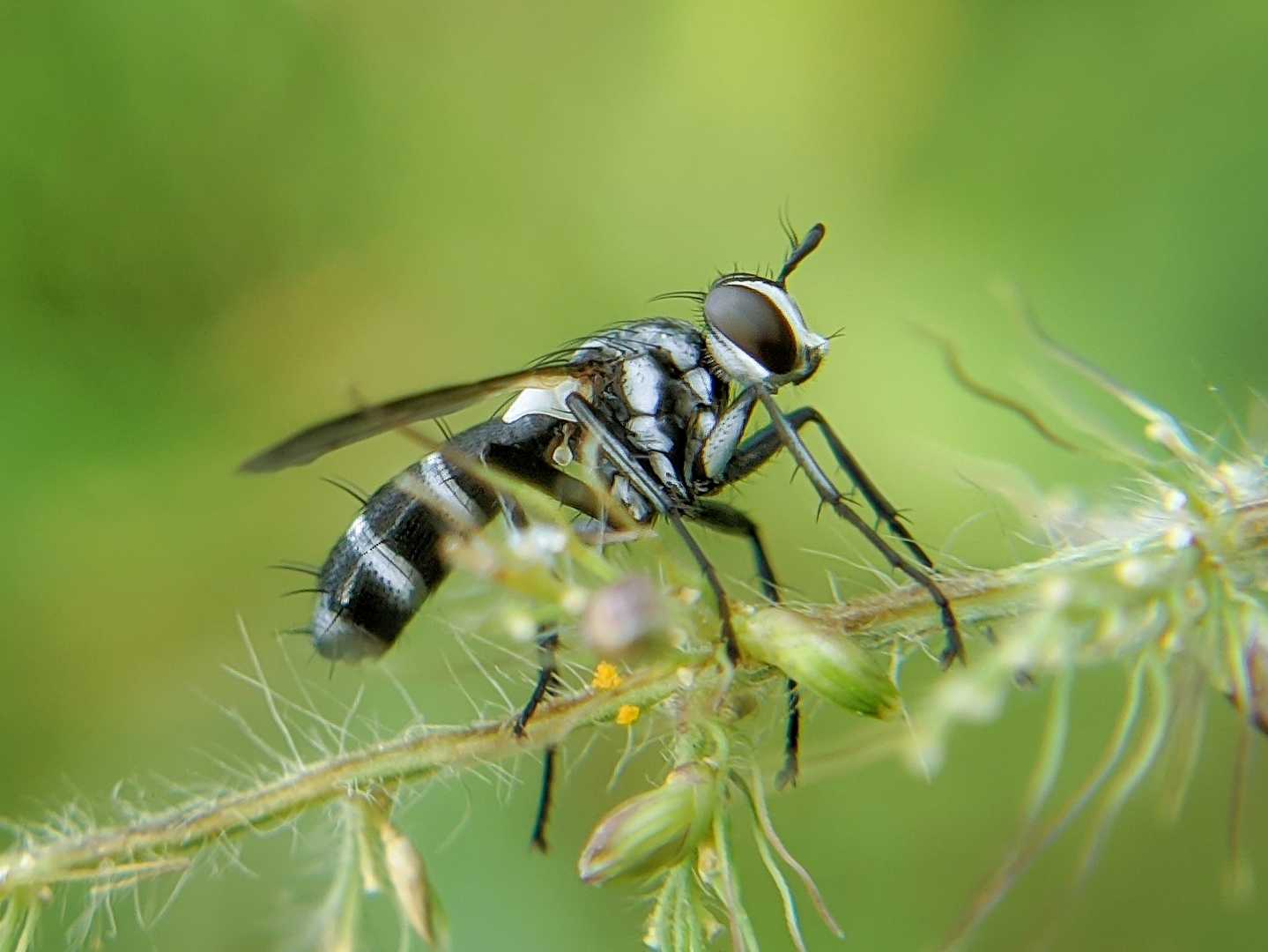 Dexiinae