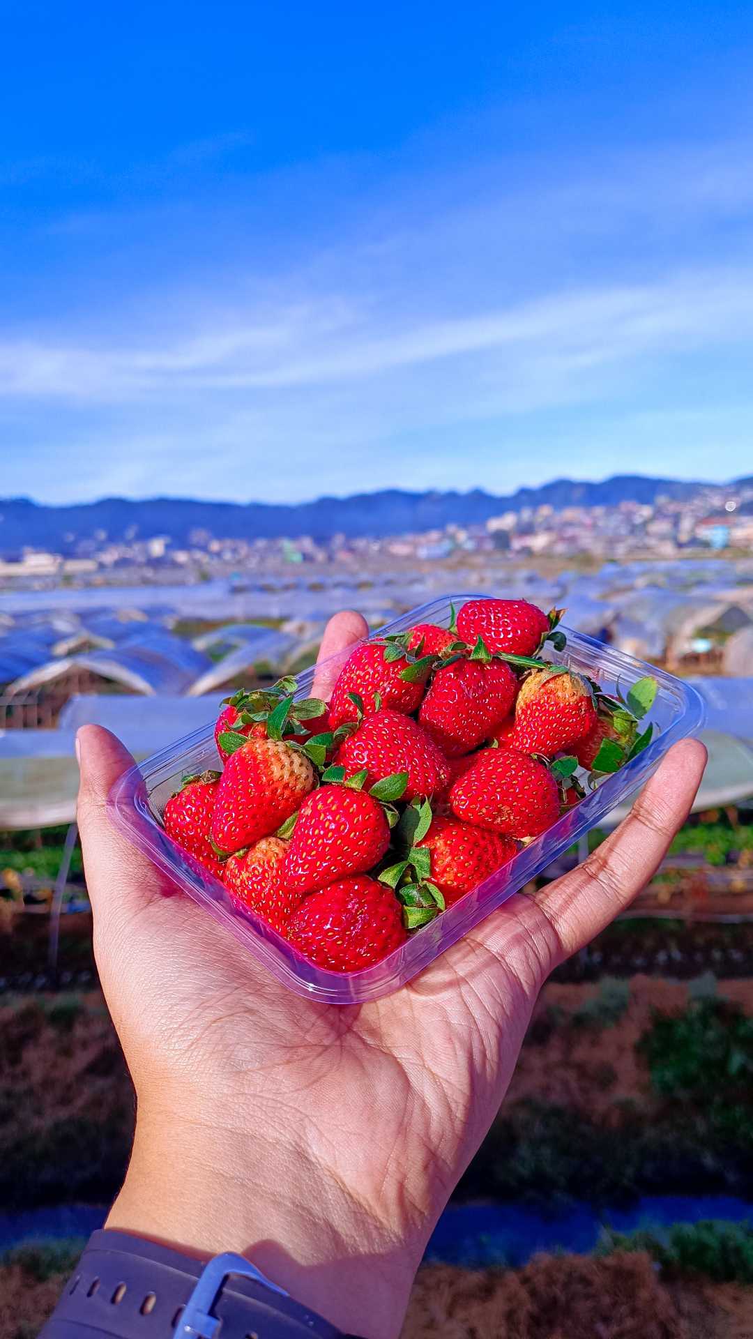 strawberries 🍓