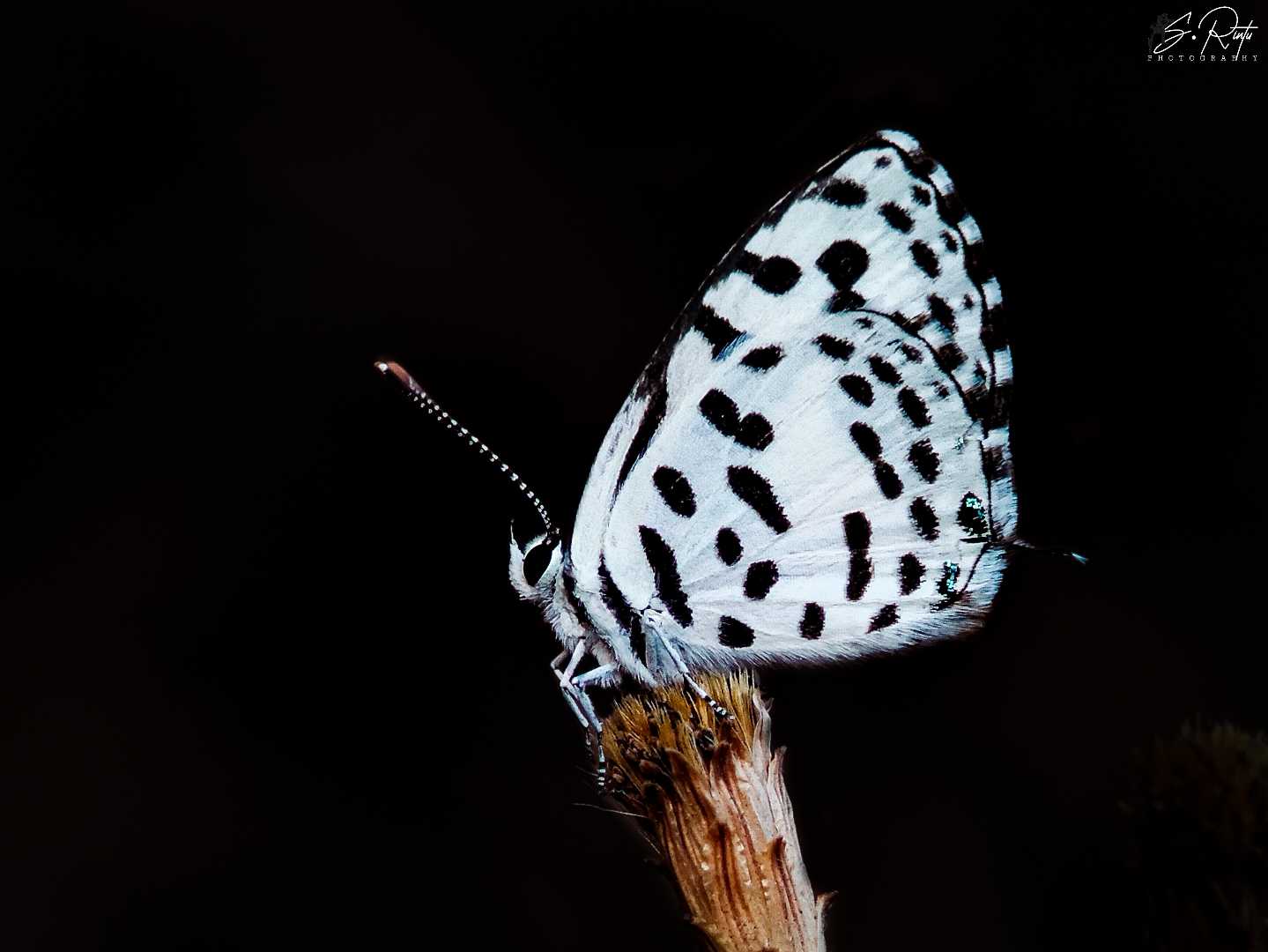 beauty of darkness 